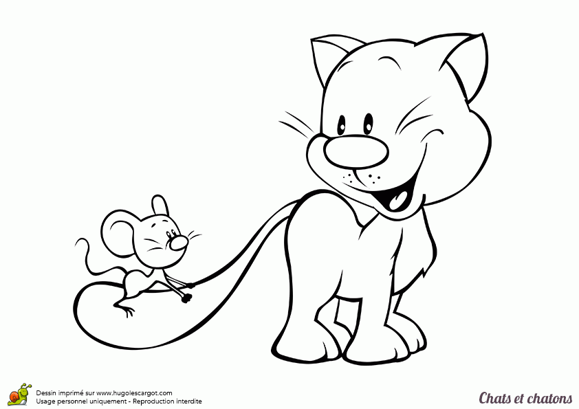 Mais où est passé le chat-moine ?